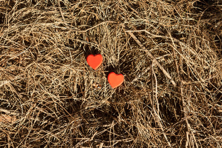 Two red heart shaped figures on brown dry pine needles in sunlight