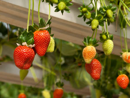 Close-up of ripe and unripe strawberries growing in greenhouseの写真素材