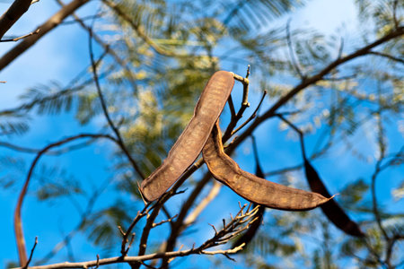 Long brown pods growing on branch in front of blue sky