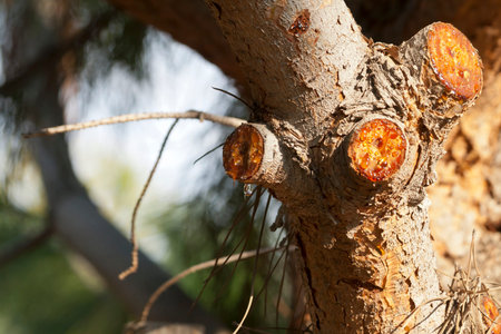 Resin drops on pine trunk in sunlight