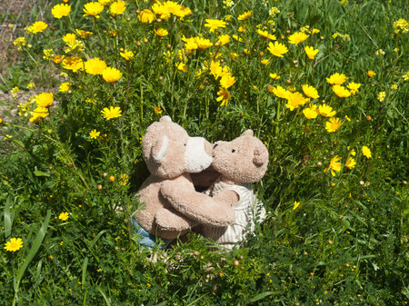 Teddy bear couple kissing on spring meadow among green grass and yellow flowers in sunlightの写真素材
