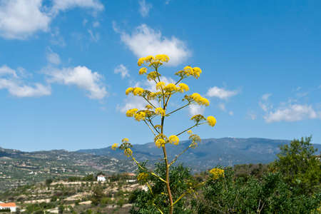 Yellow wildflower in front of blue sky in the Troodos mountains, Cyprus on spring sunny dayの写真素材