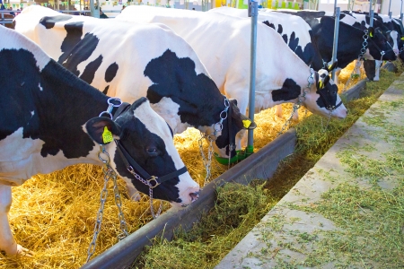 Exhibition cows in agricultural fair,photographyの写真素材