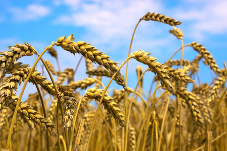 Ripe ears of wheat before harvest