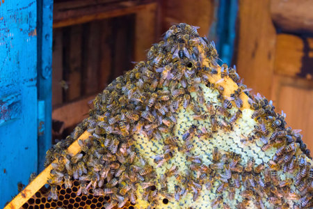 Bees make honey, Bees and honey