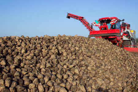 The harvest of sugar beet ; Modern machines for cleaning, separation and loading of sugar beetの写真素材