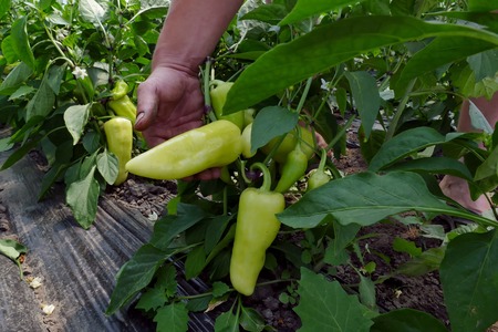 Plant and fruit yellow bell pepper ; Farmer harvested ripe peppers vegetable in a greenhouseの写真素材