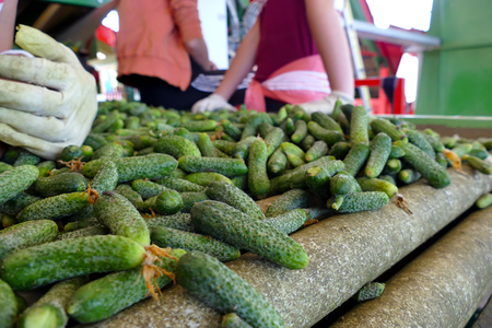 Raw cucumber processing plant ; Production line for calibration and processing of young green cucumber used for picklingの写真素材