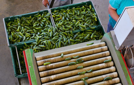 Cucumbers in the processing plant ; Production line for calibration and processing of young green...