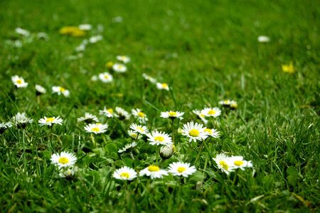 white flowers on grassの写真素材