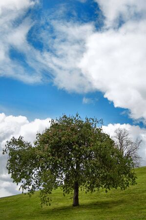 Lonely tree in a parkの写真素材