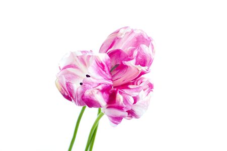 pink and white tulips on white background, isolatedの写真素材
