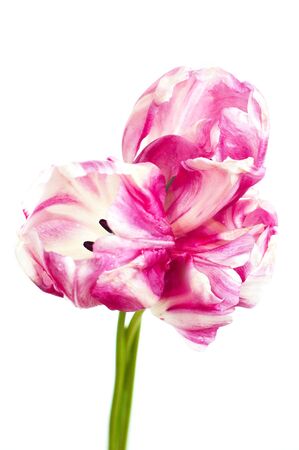 pink and white tulips on white background, isolatedの写真素材