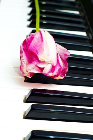 white and pink tulip on piano keysの写真素材