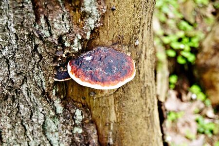 polyporeの写真素材