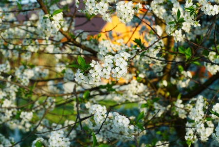 blossom treeの写真素材