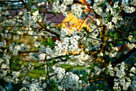 blossom treeの写真素材