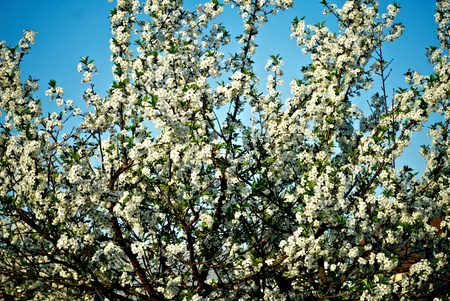 blossom treeの写真素材