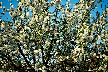blossom treeの写真素材