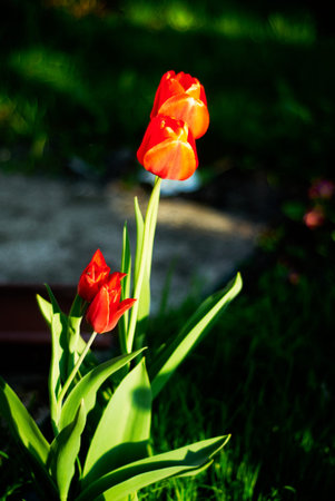 red tulipsの写真素材