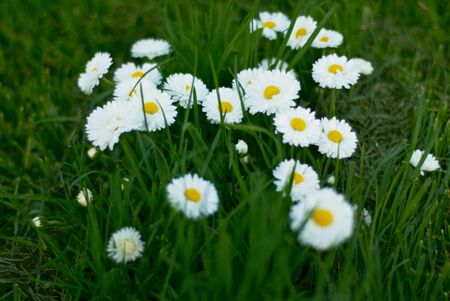 flowersの写真素材