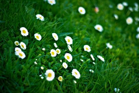 flowers and the grassの写真素材