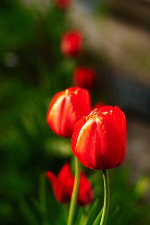 tulipsの写真素材