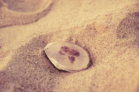 Jellyfish on a sandy beachの写真素材