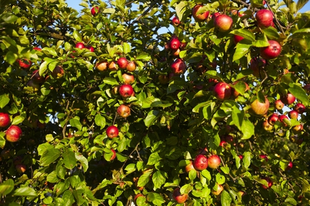 apple treeの写真素材