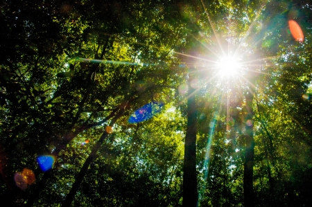 Sunbeam through high trees in forestの写真素材