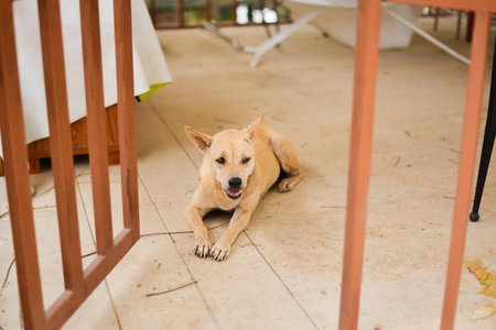 A waiting dogの写真素材