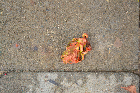 A falling leafの写真素材