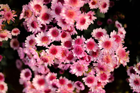 Pink flowerの写真素材