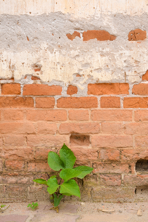 Old block orange wallの写真素材