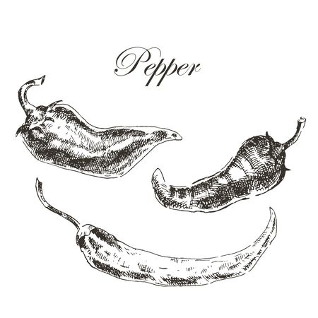 vector hand drawn chili pepper sketch set. ink and pencil retro vintage botanical illustrationsのイラスト素材