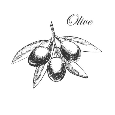vector hand drawn olive branch. detailed sketch illustrationsのイラスト素材