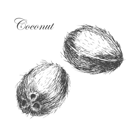 vector coconut hand drawn sketch with palm leaf. vintage style detailed ink and pencil illustrationsのイラスト素材