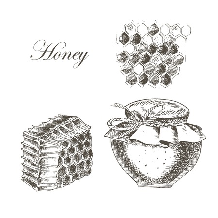 vector honey, honey cells, honey stick, bee illustration. detailed hand drawn sketch of nature objectのイラスト素材