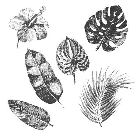 vector hand drawn tropical plants and exotic flowers - palm leavesのイラスト素材