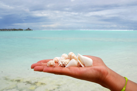 Cockleshells on a hand against azure Indian ocean