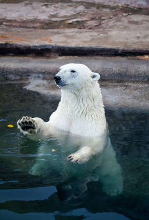 The Polar bear sitting in blue waterの写真素材