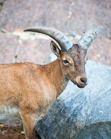 The young Caucasian goatの写真素材