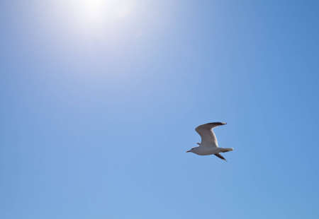 The seagull soaring in the blue sky under beams of the sunの写真素材