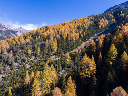 autumnal forest in the swiss alps