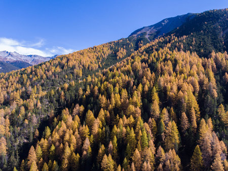 autumnal forest in the swiss alps