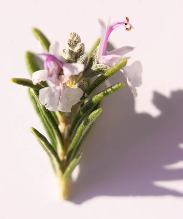 Fresh rosemary herbs from the gardenの写真素材