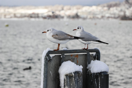 Seagulls on the rough seaの写真素材