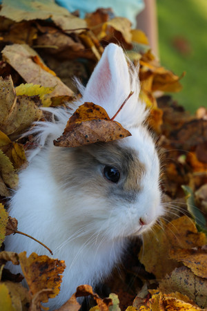 cute rabbit in autumnの写真素材