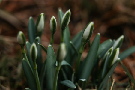 A group of snowdrops in a springtime gardenの写真素材