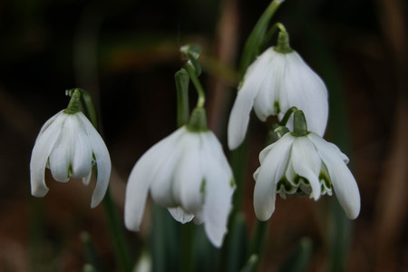 A group of snowdrops in a springtime gardenの写真素材